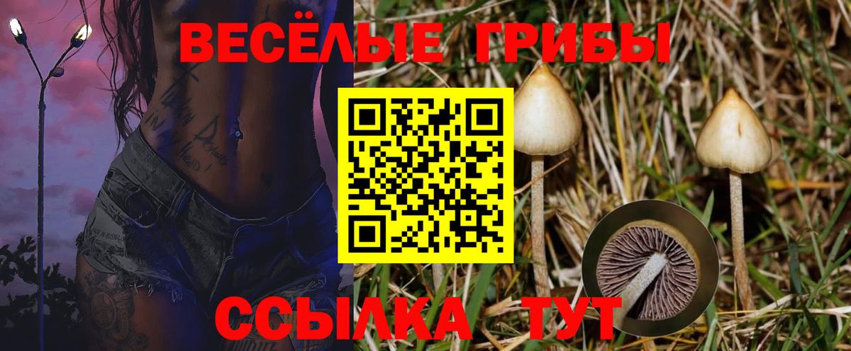 Галлюциногенные грибы Psilocybe Елец
